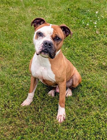 adoptable Dog in Akron, OH named DICE