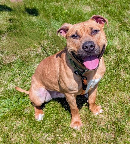 adoptable Dog in Akron, OH named WALDON