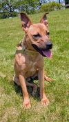 adoptable Dog in Akron, OH named PRAIRIE