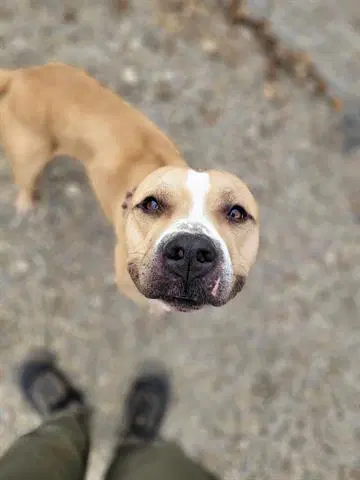 Arlo - American Staffordshire Terrier