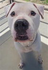 adoptable Dog in Akron, OH named ADAM