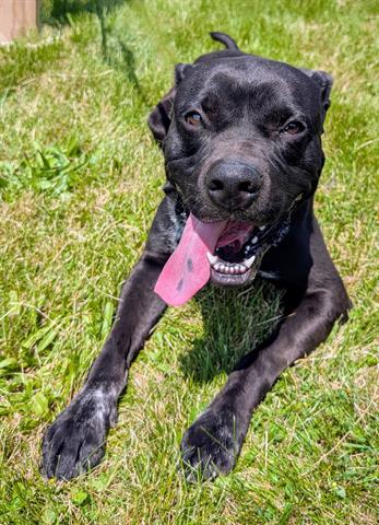 adoptable Dog in Akron, OH named RICKY