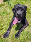 adoptable Dog in Akron, OH named RICKY