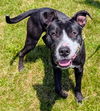 adoptable Dog in Akron, OH named TITAN