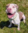 adoptable Dog in  named DON JUAN