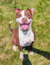 adoptable Dog in Akron, OH named MISTY