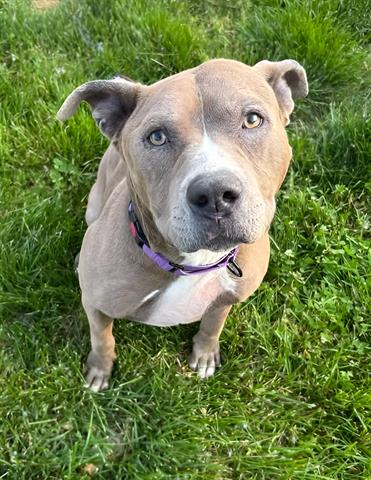 adoptable Dog in Akron, OH named PANCAKE