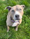 adoptable Dog in Akron, OH named PANCAKE