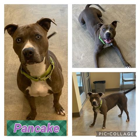 PANCAKE Image