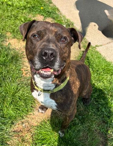 adoptable Dog in Akron, OH named MILES