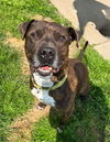 adoptable Dog in  named MILES