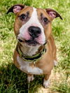adoptable Dog in Akron, OH named BUGGY