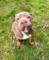 adoptable Dog in  named GENERAL ZOD