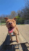 adoptable Dog in Akron, OH named LAWSON