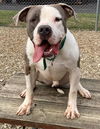 adoptable Dog in  named ACE