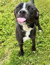 adoptable Dog in  named BEAU