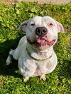 adoptable Dog in Akron, OH named MARION