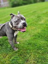 adoptable Dog in  named RIKER