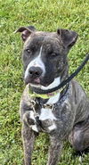 adoptable Dog in Akron, OH named KASSIDY