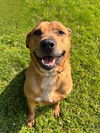 adoptable Dog in Akron, OH named BRONCO