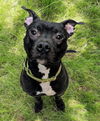 adoptable Dog in Akron, OH named FRASIER