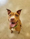 adoptable Dog in Akron, OH named WRINKLES