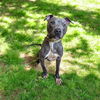 adoptable Dog in , OH named KANGAROO