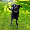 adoptable Dog in  named RUFUS