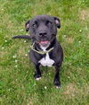 adoptable Dog in , OH named POCAHONTAS