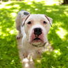 adoptable Dog in , OH named TEDDY
