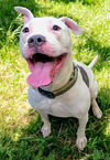 adoptable Dog in Akron, OH named ROO