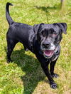 adoptable Dog in  named COLE