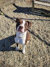 adoptable Dog in , OH named DANEANE