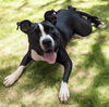 adoptable Dog in Akron, OH named CARENA
