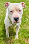 adoptable Dog in Akron, OH named PEACH