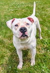 adoptable Dog in Akron, OH named MANGO