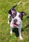 adoptable Dog in  named JOKER