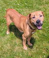 adoptable Dog in  named RUBY