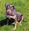 adoptable Dog in  named NEBULA