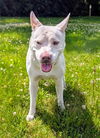 adoptable Dog in  named DAHLIA