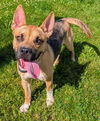 adoptable Dog in  named APPA
