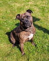 adoptable Dog in  named HIPPA