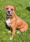 adoptable Dog in  named MADDIE
