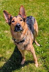 adoptable Dog in  named OAKLEY