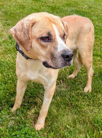 adoptable Dog in Akron, OH named OSCAR