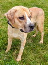 adoptable Dog in  named OSCAR