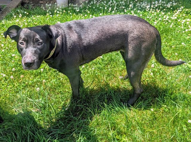 adoptable Dog in Akron, OH named AUNT B
