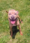adoptable Dog in  named LIZZY