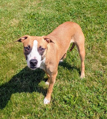 adoptable Dog in Akron, OH named LIL BUG