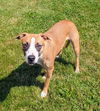 adoptable Dog in  named LIL BUG